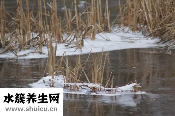頭孢呋辛酯片