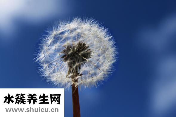 蒲地藍消炎口服液
