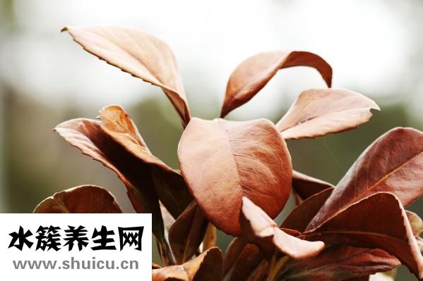 烏雞白鳳丸