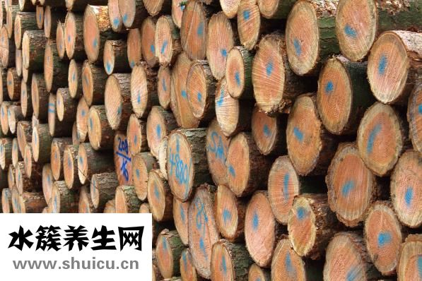 陽光玫瑰葡萄