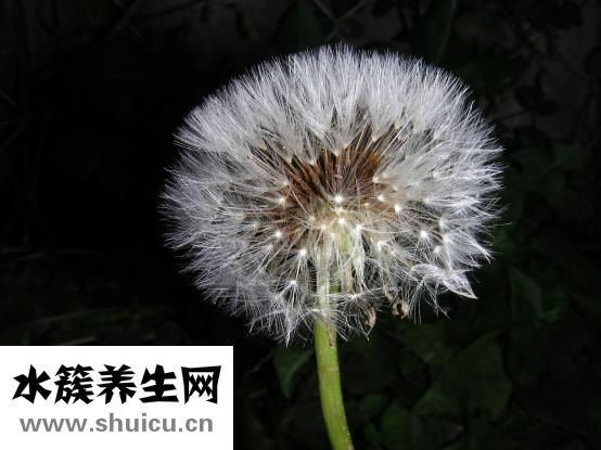 蒲地藍消炎口服液