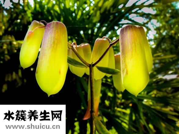 片仔癀化妝品