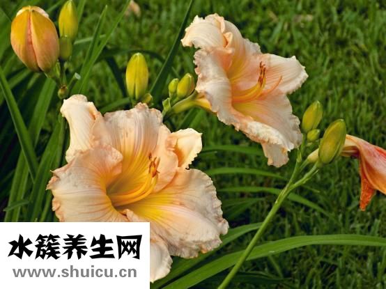 安全期計算器