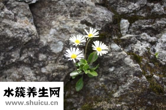 連花清瘟顆粒