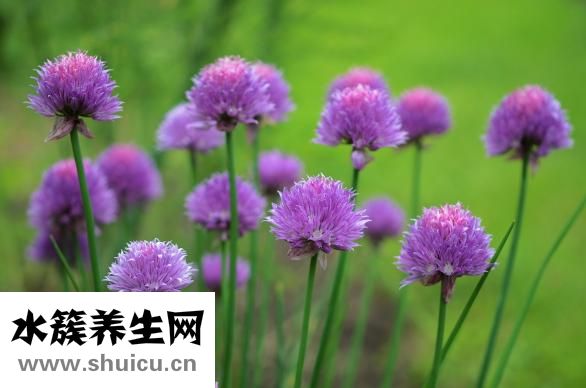 連花清瘟顆粒