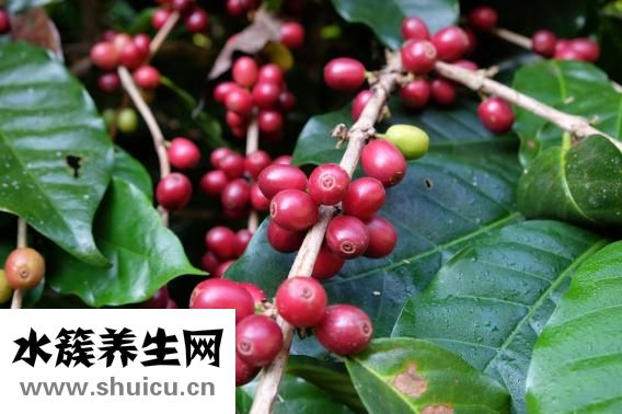 爐甘石洗劑
