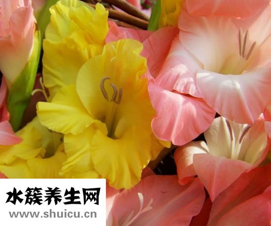 爐甘石洗劑
