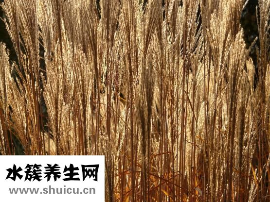 加味逍遙丸