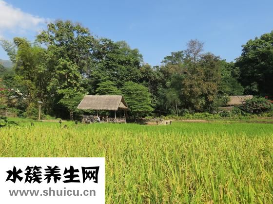 雙氯芬酸鈉