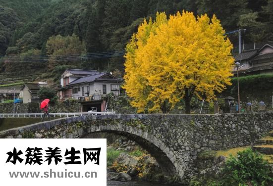 銀杏葉圖片