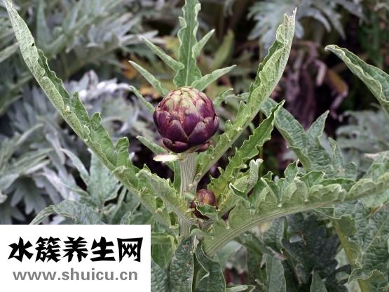 韭菜炒雞蛋