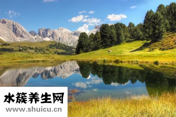 鮮花圖片大全