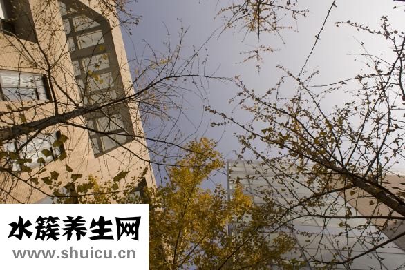 銀杏果能吃嗎