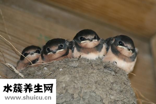 馬凡綜合征