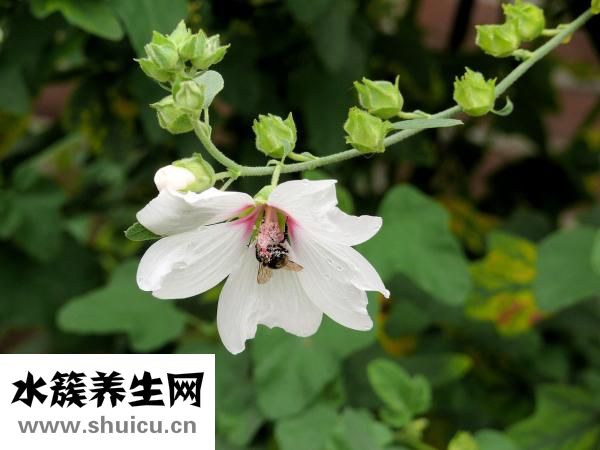 鮮花圖片大全