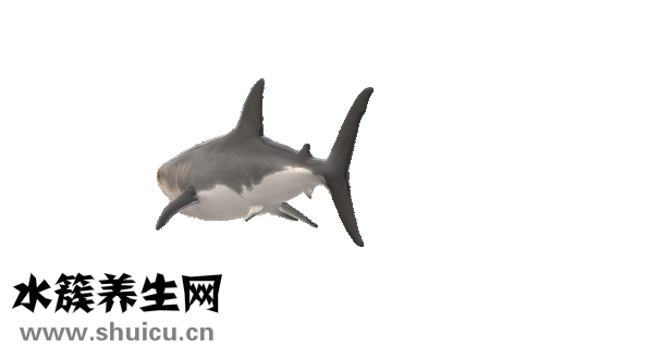 裙帶菜和海帶的區別