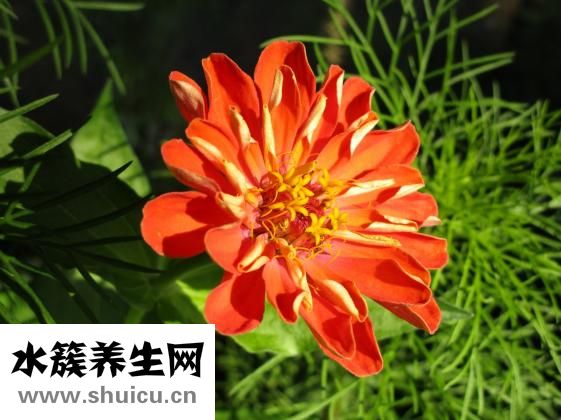 當歸四逆湯