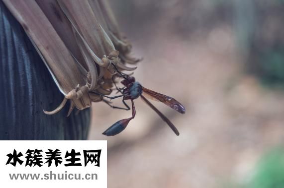 依巴斯汀片