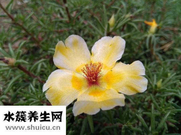 二硫化硒洗劑