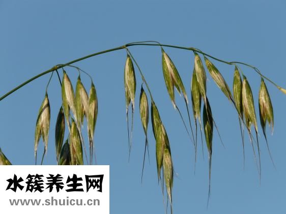 四君子湯配方