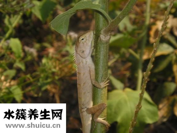 四君子湯配方