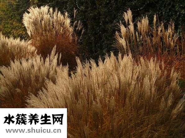 半夏厚樸湯