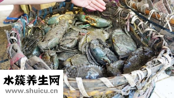 大閘蟹怎么吃