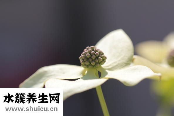 六位地黃丸