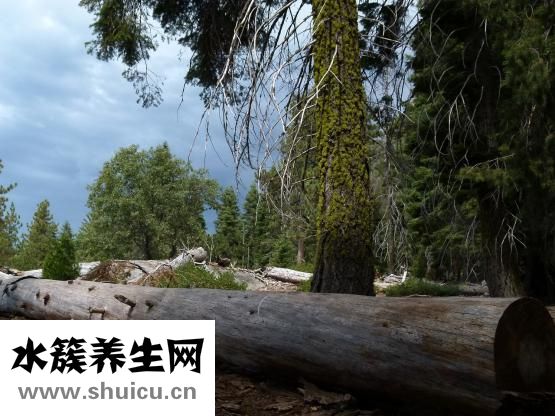 半夏厚樸湯