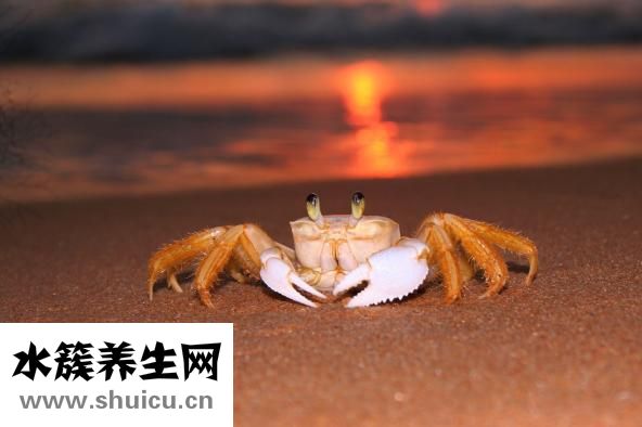 大閘蟹怎么吃