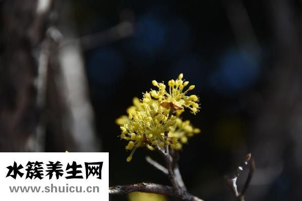 六位地黃丸