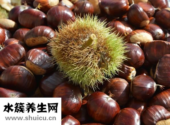 板栗的熱量