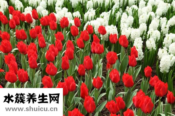 桔梗花的花語