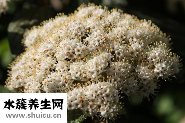麝香保心丸
