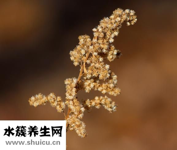 七葉一枝花