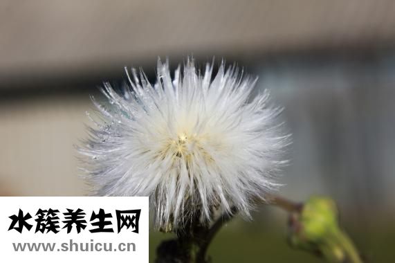 補中益氣湯