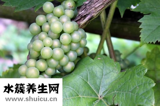 腕管綜合征