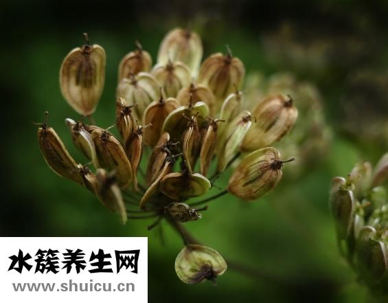 牛肉燉蘿卜
