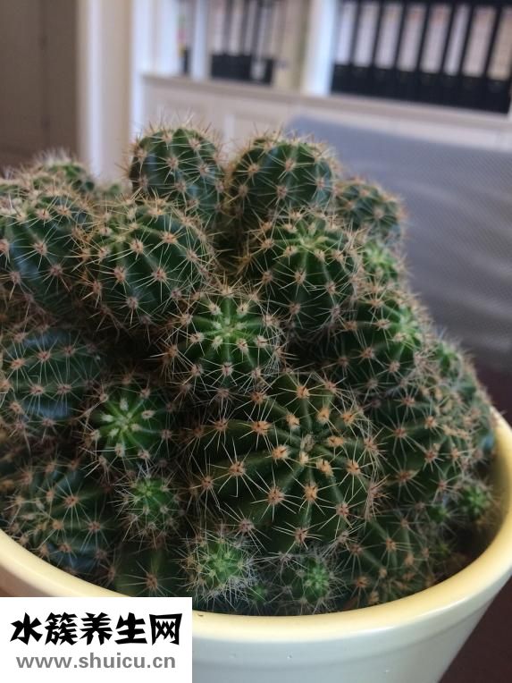 仙人掌圖片
