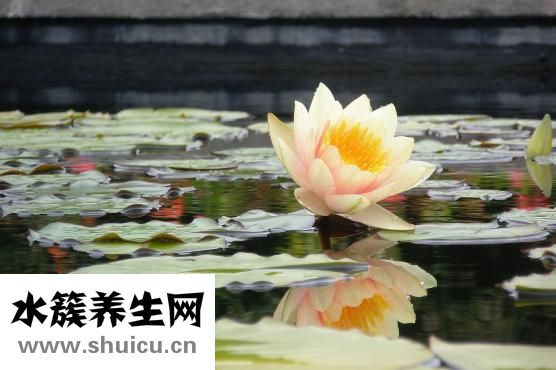 大閘蟹怎么蒸