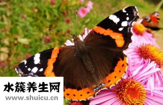 牛腩燉蘿卜