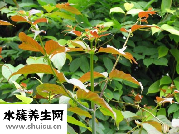 天麻鉤藤飲