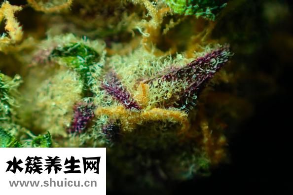 頭孢地尼膠囊