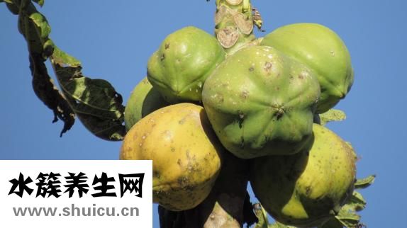 仙人掌圖片