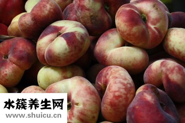 菊花的種類