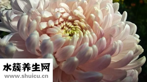 菊花的種類