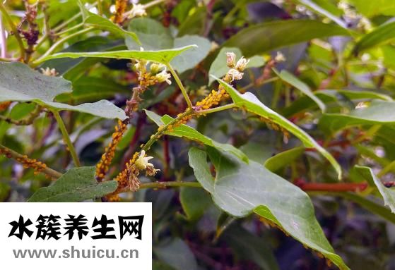 雙硫侖樣反應