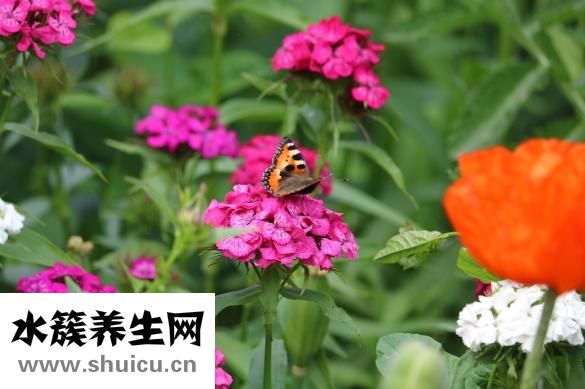 氯化鈉注射液