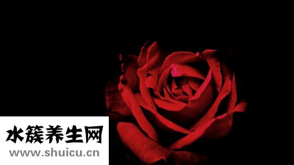 腺樣體面容