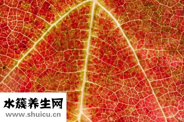 貝伐珠單抗
